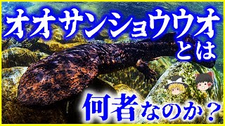 【ゆっくり解説】ハイブリッドが問題に…？「オオサンショウウオ」とは何者なのか？を解説/特別天然記念物の不思議な生態とは