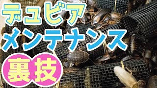 デュビアのメンテナンス！廃棄物に紛れたデュビアを救済する方法