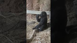 【上野動物園】赤ちゃんゴリラのスモモがナスをもぐもぐ食べる🍆🦍