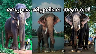 മലപ്പുറം ജില്ലയിലെ ആനകൾ | Malappuram Elephants