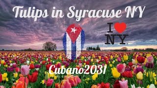 Tulips in Syracuse NY 4K Video