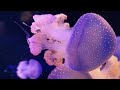 aquarium 4k video ultra hd 🐠 captivating coral reefs u0026 calming melodies for relaxation