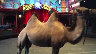 Camels Don't Belong In The Circus