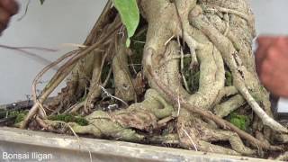 A Day in the Life of Bonsai Iligan: A Broad Leaf Ficus