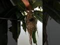 vlog cakluq || dapat sarang burung mahal #bolang #cakluq #shortvideo