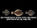 캠낚_ep038 서프 캐스팅 낚시 시즌별 대상어종 feat. 초원투낚시 동해 서해 가자미 감성돔 노래미 망둥어 보리멸 붕장어 우럭 도다리 황어