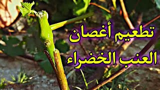 طريقة التطعيم الخضري للعنب Grape vegetative grafting method