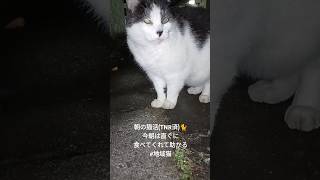 朝の猫活(TNR済)🐈 #地域猫