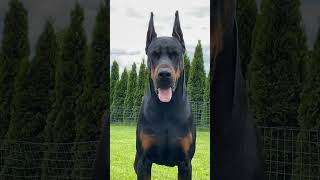 Doberman who turns heads everywhere he goes. #ARXANGEL #theone #doberman