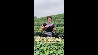 接受粉丝挑战的第27天，今天卖广西大明山种植的早春茶，你们喝过吗？