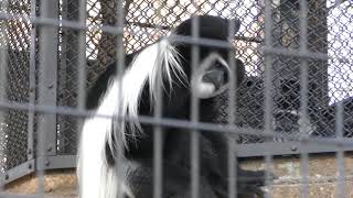 Abyssinian colobus (Nogeyama Zoological Gardens, Kanagawa, Japan) December 16, 2017