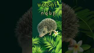 ոզնի 🦔 hedgehog | Armenian Language for beginners #miasinlearnarmenian #armenianlanguage