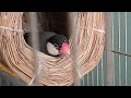 自由すぎる白文鳥、いちご　文鳥動画