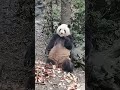 panda meilan smunchies feast on delicious bamboo shoots after a long wait