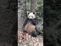 panda meilan smunchies feast on delicious bamboo shoots after a long wait