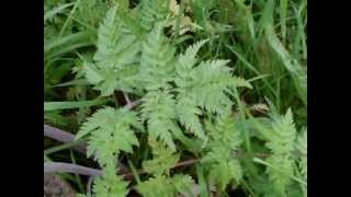 Wild Plant Guide Foraging Walks: Anthriscus sylvestris (wild chervil / cow parsley part 1)