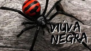 MISTERIO E PERIGO: A ARANHA VIÚVA NEGRA