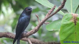 Ashy Drongo making a whistling call