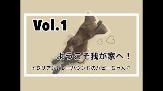 イタグレの子犬をお迎えしました【イタリアングレーハウンド】【子犬】ロイlog（Vol.１）