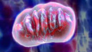 mitochondria 3D animation