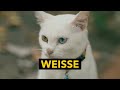 die besten namen für weiße katzen 🐈 top 10 die einfach passen