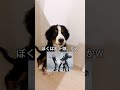 声低すぎる3ヶ月の赤ちゃん🐶　 バーニーズマウンテンドッグ 子犬　 犬　 犬のいる暮らし shorts