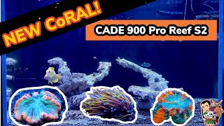 *NEW* CORALS in the CADE 900 Pro Reef Series 2 Aquarium!! SaltFishTV