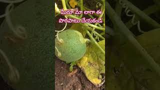 #టెర్రస్ గార్డెన్ వల్ల స్లాబ్ కెంత ప్రమాదమో #shorts #terracegarden  #usefultips