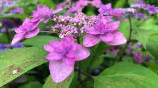 Summer Flowers in Japan💛Japanese Hydrangea💛紫陽花 Hortensii 💛Ajisai -  Meaning – Apologies, Gratitude