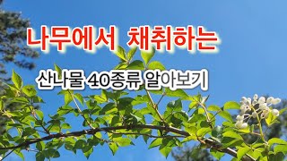 나무새순을 산나물로 이용하는 40종류#####