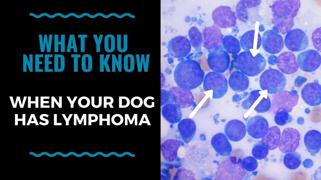 What You Need To Know When Your Dog Has Lymphoma VLOG 120 - YouTube