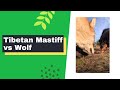 Tibetan Mastiff vs Wolf 🐺🐺🐺