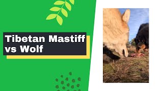 Tibetan Mastiff vs Wolf 🐺🐺🐺