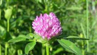 Magenta Flower