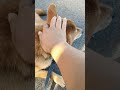 柴犬とお散歩ナウに使っていいよ 2022 09 24