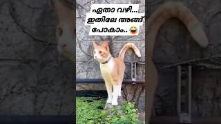 ലോക പരാജയം 🤣🤣 #shortsfeed #reelsvideo #entertainment #editing #petsvlog #catlover #reel #shorts