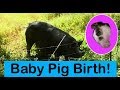 The Birth of Piglets - Nesting, Labor, & Delivery