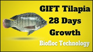 GIFT Tilapia Fish Farming in Biofloc - Growth Update After 28 Days