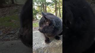 【伏見稲荷】左右を警戒する黒猫スンスン　A black cat on guard against the left and right