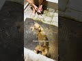 terrified stray dog transforms into a fluffy puppy the dodo