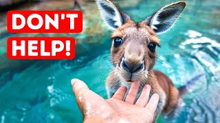 Never Rescue a Kangaroo from Water If You Wanna Be Safe