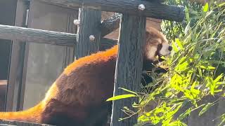 みいちゃん 朝食中〜♪ レッサーパンダ　千葉市動物公園にて　2025年2月1日