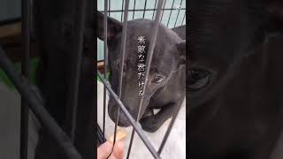 ディ・アンクの譲渡会#下関市 #保護猫 #保護犬 #里親募集中