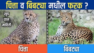 चित्ता व बिबट्या मधील फरक ? Difference between Chittah and Leopard ? ज्ञान मराठी