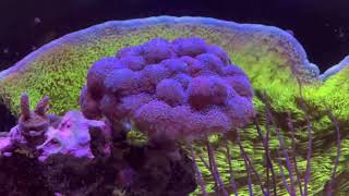 Purple stylo coral