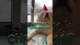 たすけからメリークリスマス✧*｡🎄 （12/24）#保護犬 #癒し #秋田犬 #akitainu