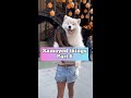 Is it ok to shave a Samoyed? #dog #shorts #samoyedthings