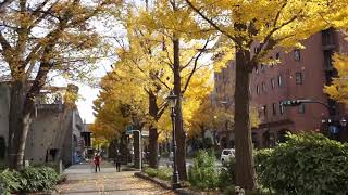 【横浜】山下公園のイチョウ