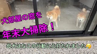 年末大掃除！犬部屋の窓掃除をしたら母犬の行動に心打たれました🥺