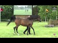 N 133 PRIMERA   Strohen 2024 International B Show   Mares 10+ Years Old Class K